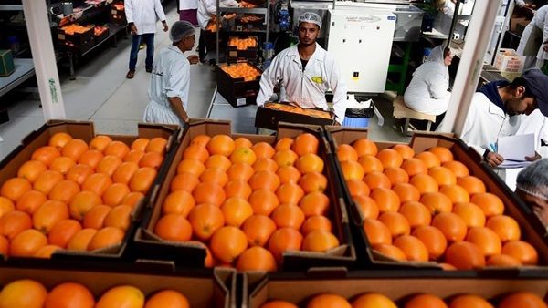 صادرات الحاصلات الزراعية المصرية تُسجل أول تراجع في 7 سنوات