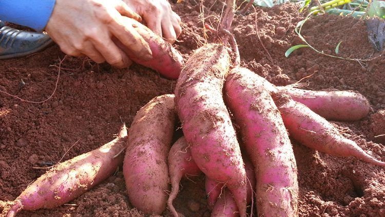 من الدلتا إلى مدريد.. البطاطا الحلوة المصرية تتربع على عرش المائدة الإسبانية