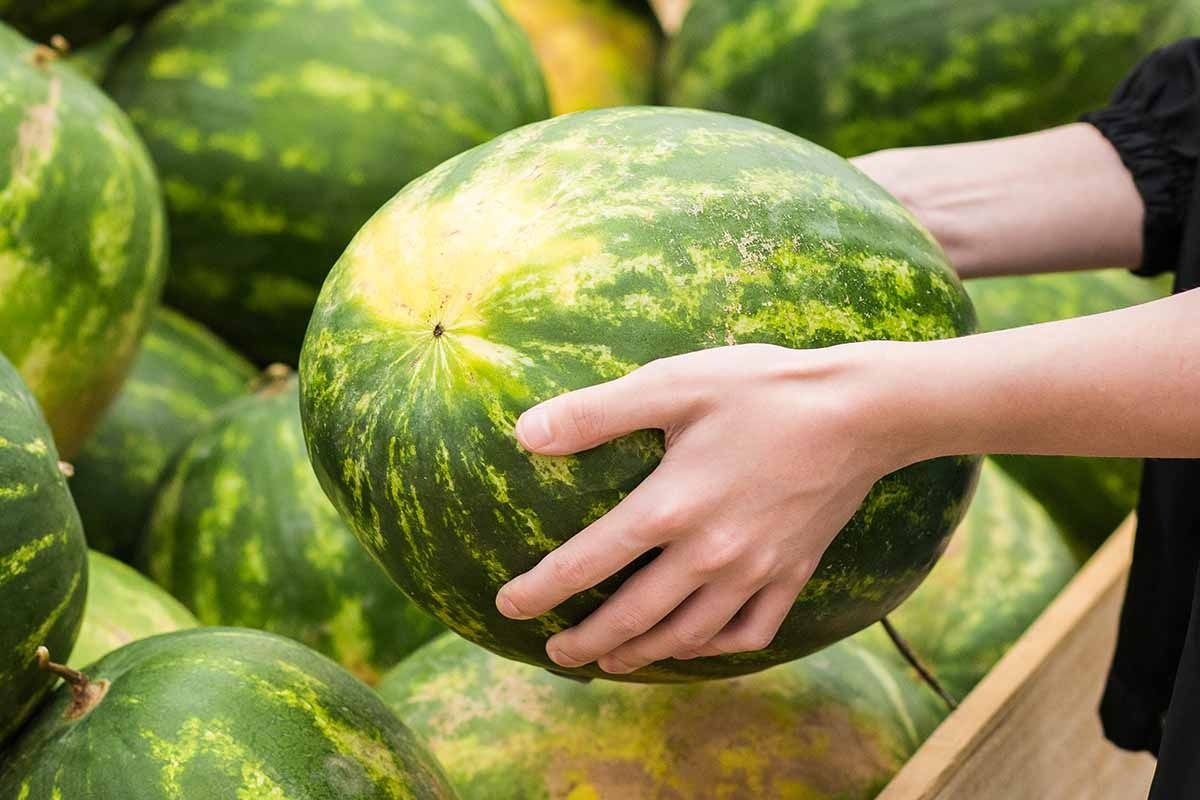 البطيخ المصري يطرق أبواب أوروبا بعد قفزة تاريخية في الصادرات