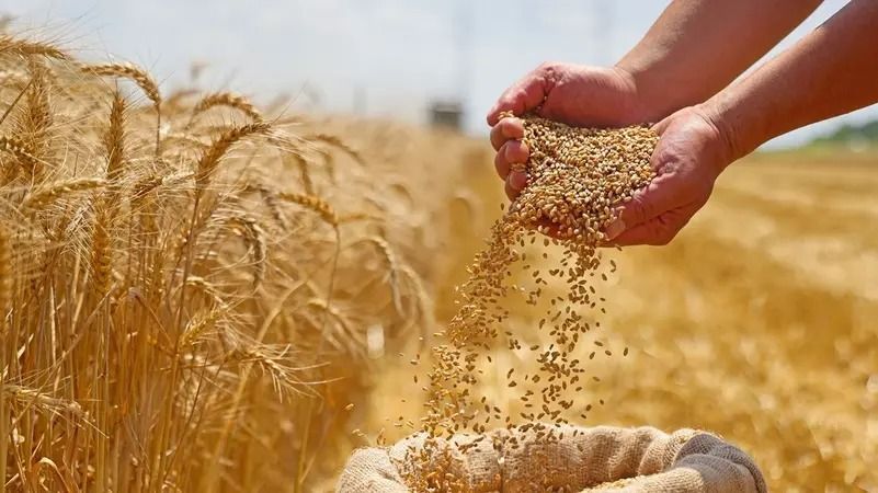 لأول مرة.. أوكرانيا تتقدم على روسيا في واردات القمح المصرية خلال سبتمبر